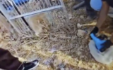 Investigators unearth a pistol at a henhouse at the home of one of four East Jerusalem Palestinians accused of ties to Islamic State, in footage published November 14, 2025. (Israel Police)
